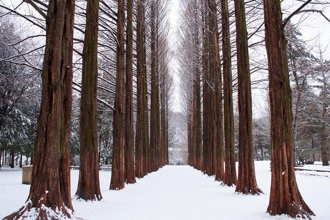 Winter Sonata TV Tour on Nami Island from Seoul - What to Expect on the Tour