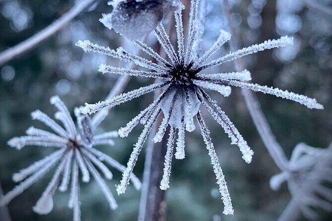 Winter Valley and Forest Hike - An In-Depth Look at the Winter Valley and Forest Hike