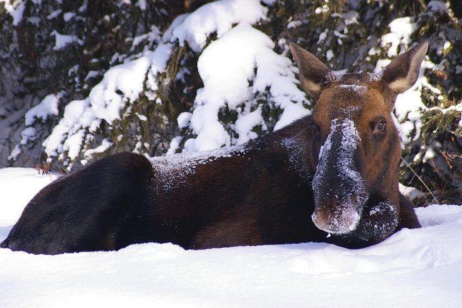 Winter Wildlife Discovery Tour - Who Should Consider This Tour?