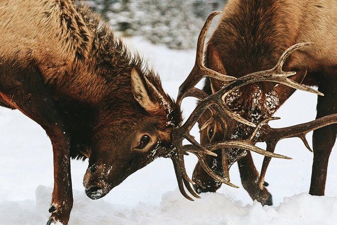 Winter Wildlife Discovery Tour - FAQ