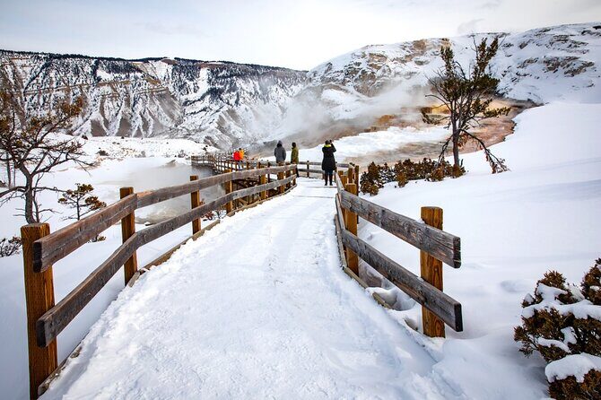 Winter Wildlife Safari in Yellowstone National Park - A Deep Dive into the Experience