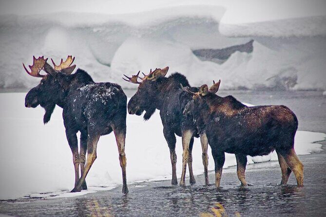 Winter Wildlife Safari in Yellowstone National Park - Who Will Love This Tour?