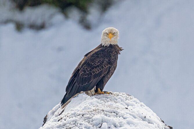 Winter Wildlife Safari: Lamar Valley | Gardiner | PRIVATE + Lunch - Key Points