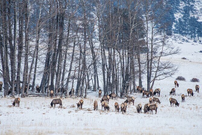 Winter Wildlife Safari: Lamar Valley | Gardiner | PRIVATE + Lunch - Price & Value