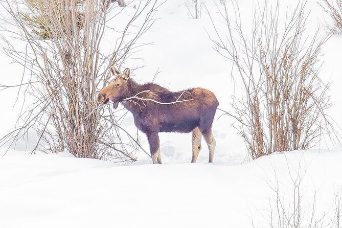 Winter Wildlife Safari: Lamar Valley | Gardiner | PRIVATE + Lunch - Who Should Consider This Tour?