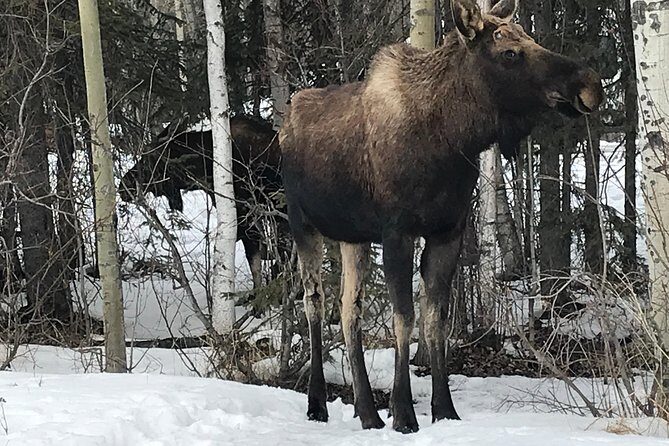 Winter - Wildlife & Turnagain Arm Tour - Key Points