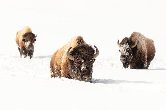 Winter Wildlife Watching Private Tour - Key Points
