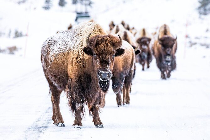 Winter Wildlife Watching Private Tour - The Setting: Lamar Valley and Yellowstone’s Winter Landscape