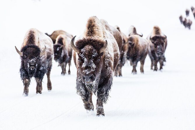 Winter Wildlife Watching Private Tour - The Practicalities: Cost, Group Size, and Booking