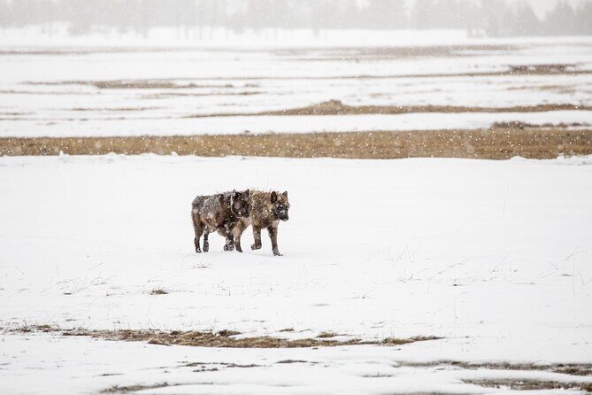 Winter Wildlife Watching Private Tour - Final Thoughts: Is This Tour Right for You?