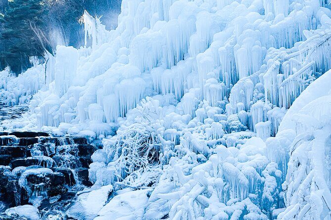 Winter Wonderland Healing Park and Gyeongju/Daegu Tour from Busan - Experience Quality and Traveler Feedback