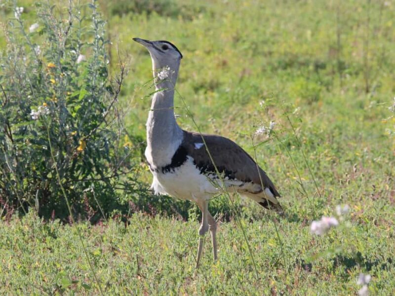 Winton: Bladensburg National Park Half Day Tour - Exploring Bladensburg National Park: A Snapshot