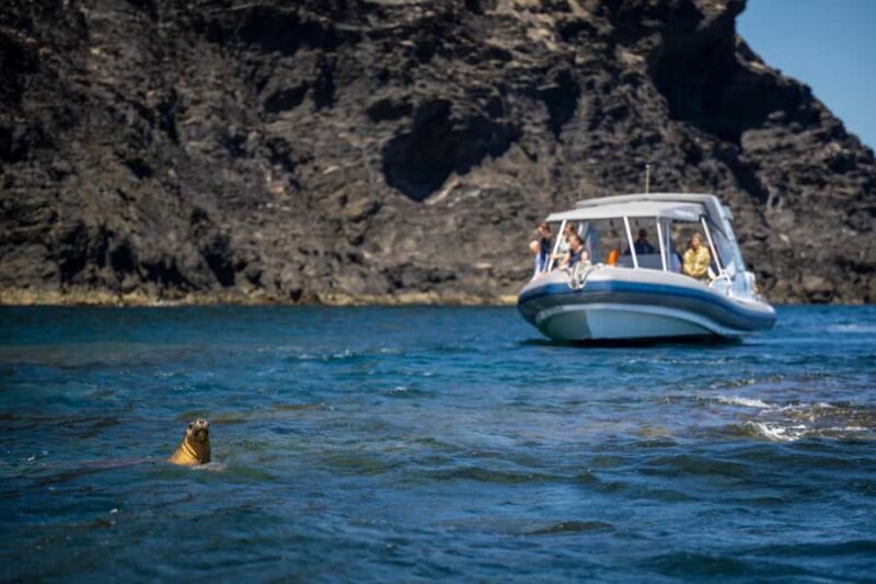 Wirrina Cove: Coastal Sightseeing Boat Tour with Seal Colony - The Value of the Experience