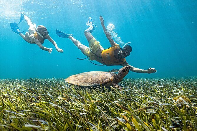 With Turtles, Shipwreck, Cenote, and Reef and Transport Included - Who Will Love This Experience?
