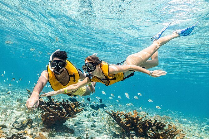 With Turtles, Shipwreck, Cenote, and Reef and Transport Included - Additional Resources