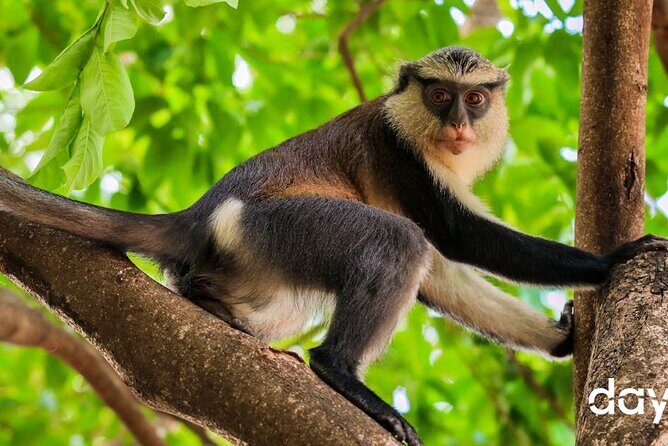 Wli Waterfall and Tafi Atome Monkey Sanctuary Tour - An In-Depth Look at the Tour Experience