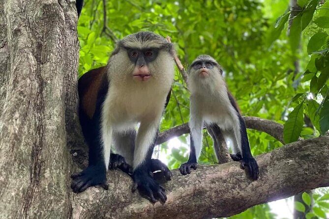 Wli Waterfall and Tafi Atome Monkey Sanctuary Tour - The Sum Up