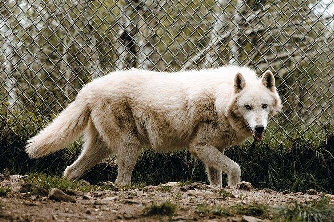Wolf Experience - The Itinerary: What to Expect on Your Wolf Experience