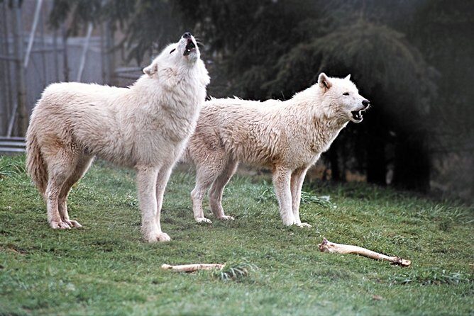 Wolf Experience - The Value of the Experience: Is It Worth the Price?