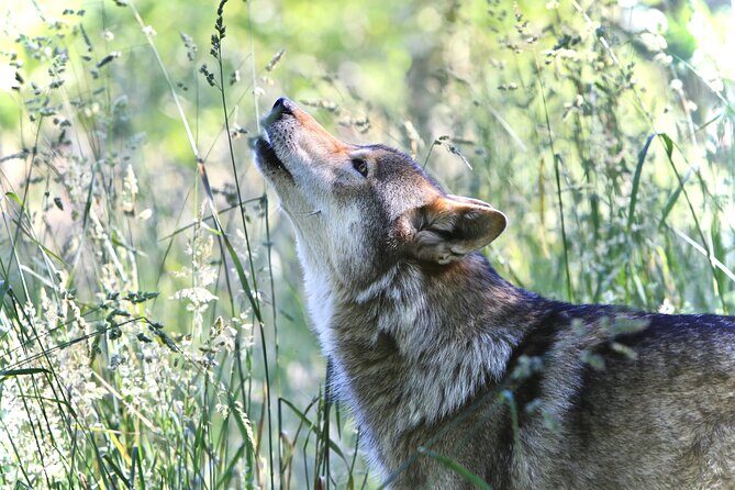 Wolf Experience - The Reviews: Real Perspectives from Visitors