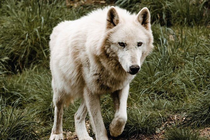 Wolf Experience - Practical Tips for Your Visit
