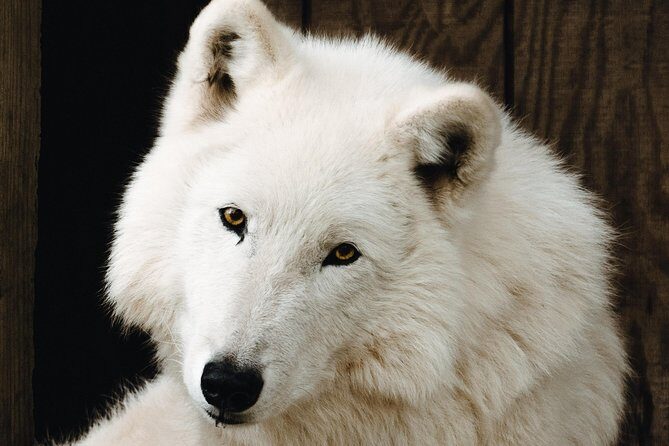 Wolf Experience - FAQs