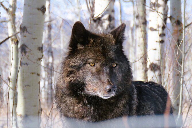 Wolfdog Sanctuary and Banff Day Trip - The Practicalities