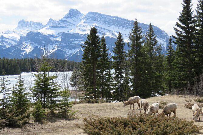 Wolfdog Sanctuary and Banff Day Trip - The Sum Up