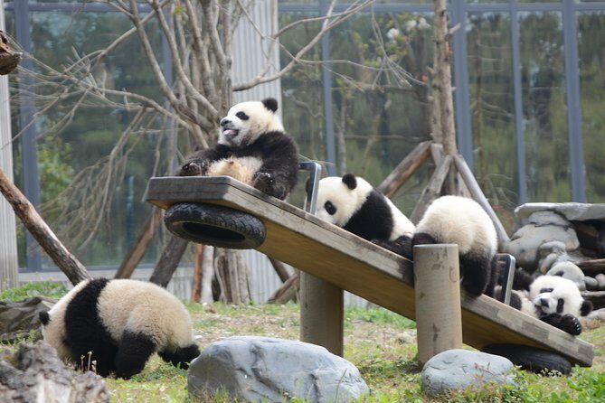 Wolong Panda Base Private Day Tour Optional Volunteering - Key Points