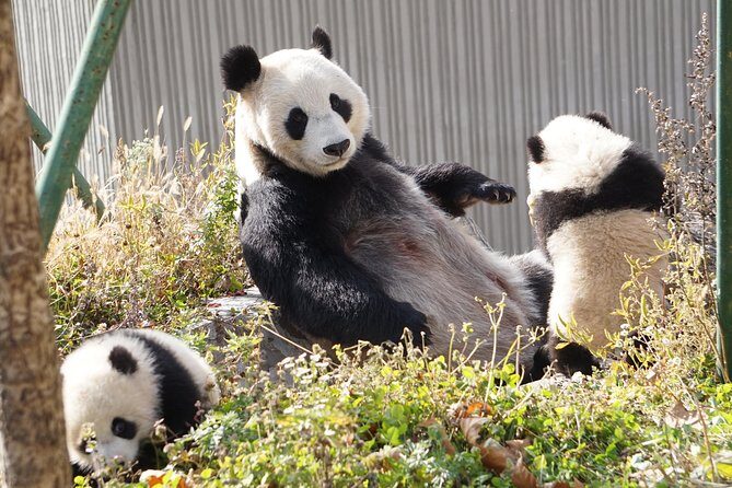 Wolong Panda Base Private Day Tour Optional Volunteering - Analyzing the Tour Experience