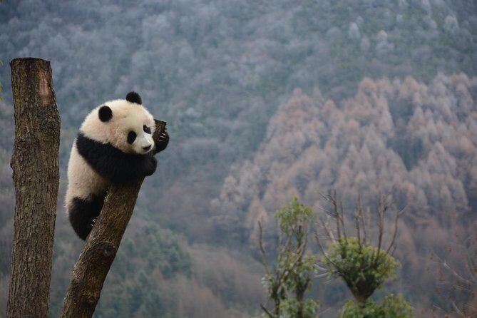 Wolong Panda Base Private Day Tour Optional Volunteering - Practical Tips for Making the Most of Your Visit