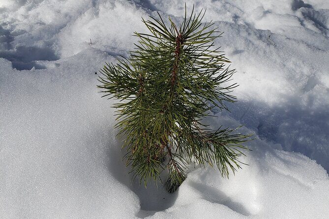 Women's Snowshoeing in Rocky Mountain National Park for Beginners - FAQs