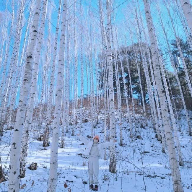 Wondae-ri Birch Forest and In-je Maebawi Icewall Day Tour - Key Points