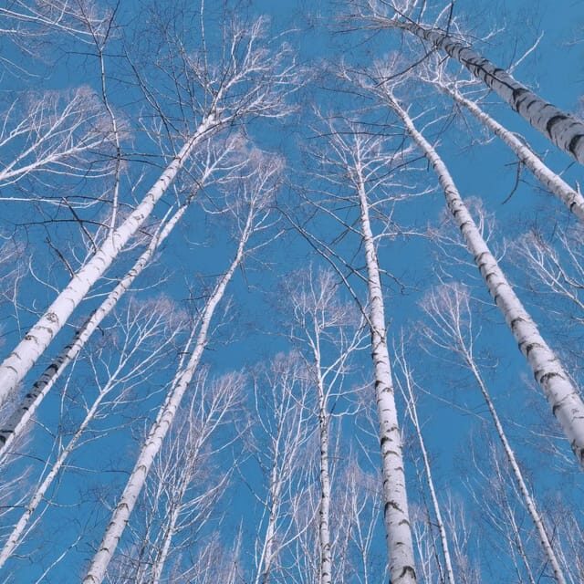 Wondae-ri Birch Forest and In-je Maebawi Icewall Day Tour - Overview of the Experience