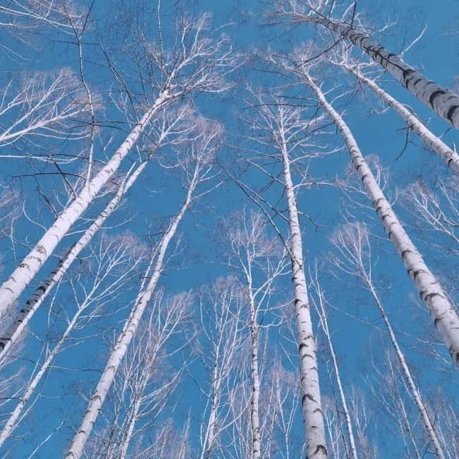 Wondae-ri Birch Forest and In-je Maebawi Icewall Day Tour - Practical Tips for Travelers