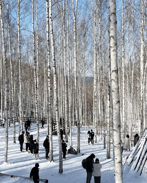 Wondae-ri Birch Forest and In-je Maebawi Icewall Day Tour - What Visitors Say