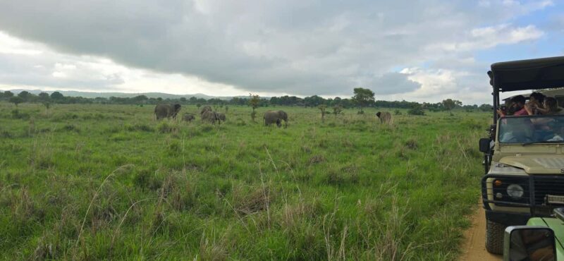 Wonderful 3 Day Safari From Zanzibar to Mikumi National Park - Key Points