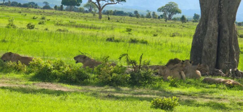Wonderful 3 Day Safari From Zanzibar to Mikumi National Park - Why This Safari Stands Out