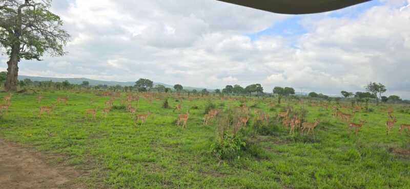 Wonderful 3 Day Safari From Zanzibar to Mikumi National Park - What Makes It Valuable