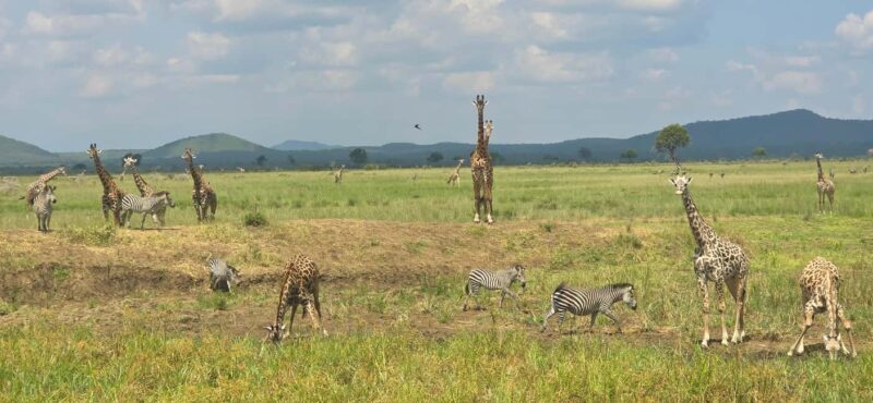 Wonderful 3 Day Safari From Zanzibar to Mikumi National Park - Practical Tips for Travelers