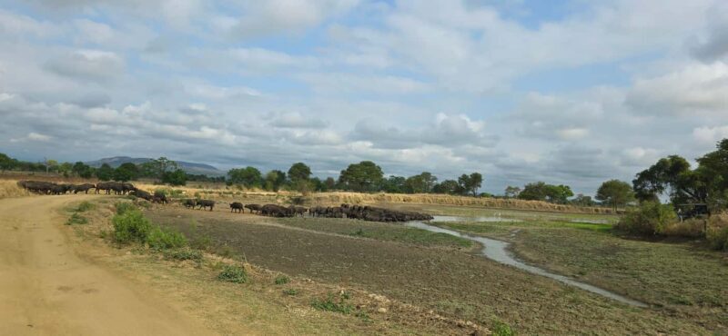 Wonderful 3 Day Safari From Zanzibar to Mikumi National Park - The Bottom Line