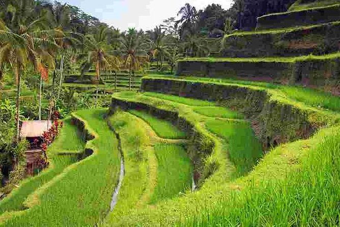 Wonderful Of Ubud Tours - Why This Tour Works