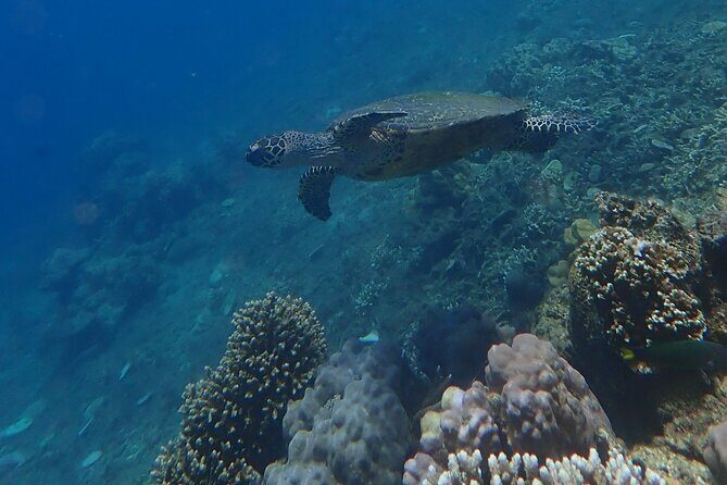 Wonderful Snorkeling Trip from Manila! updated 2023*** - A Closer Look at the Experience