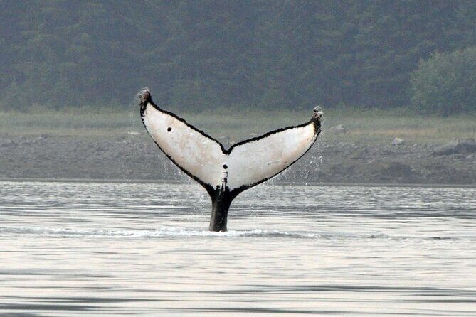 Wonderful Whales and Wildlife Tour - A Closer Look at the Experience