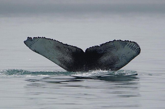 Wonderful Whales and Wildlife Tour - FAQs