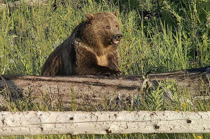 Wonders of Yellowstone Lower Loop Private Tour with Lunch - What Sets This Tour Apart