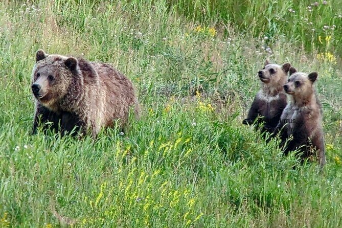 Wonders of Yellowstone Lower Loop Private Tour with Lunch - FAQs
