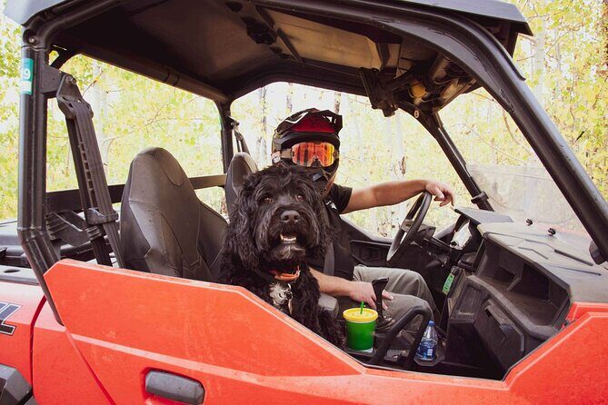 Woodland Park: 4-Hour Self-Guided Mountain UTV Tour - You Drive - The Value of This UTV Tour
