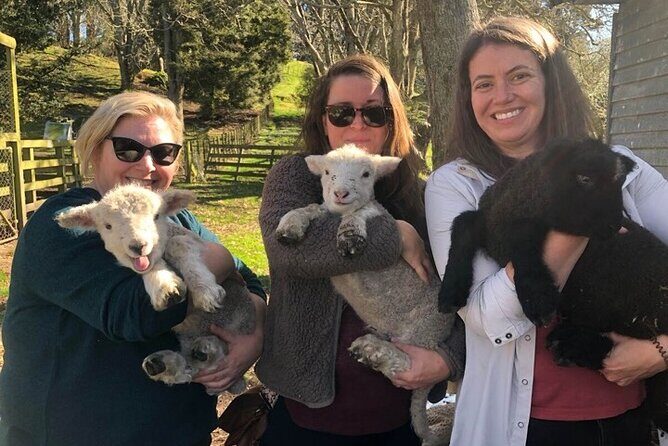 Wool Sheep Farm Experience with Handmade Wool Hat in New Zealand - What Makes This Experience Special?