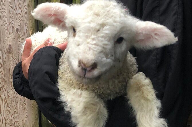 Wool Sheep Farm Experience with Handmade Wool Hat in New Zealand - Practical Details and Value